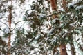 Branch of pine tree covered with frost Royalty Free Stock Photo