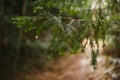 Branch of a pine tree with drops of water