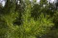 Branch of pine-tree with green needles in the forest in summer day Royalty Free Stock Photo