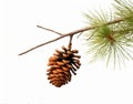 Branch of a pine tree, laden with a small pine cone, AI-generated.