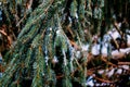 Branch of a pine tree with little snow