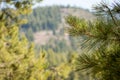 Pine Tree near a Mountain Royalty Free Stock Photo