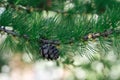 Branch of Pine Tree with needles and Pine Cone.