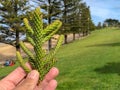 Branch of Pine Tree in Phillip Island, Australia Royalty Free Stock Photo