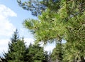Branch of Pine Tree(Pinus Sylvestris)