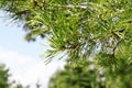 Branch of Pine Tree(Pinus Sylvestris)