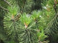 Branch of a pine tree, real photo, macro