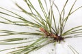 Branch of the pine tree in the snow Royalty Free Stock Photo
