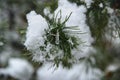 Frozen icicle on a snowy pine tree branch during a Midwest winter.