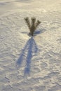 Branch of pine tree in snow with shadow.