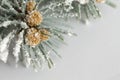 Branch of pine tree with snow Royalty Free Stock Photo