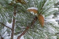 Branch of pine tree at snow Royalty Free Stock Photo