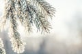 Branch pine tree in snow Royalty Free Stock Photo