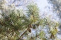 Branch of pine tree at sunny winter day Royalty Free Stock Photo