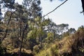 Branch of  Pine Trees in Shoreline of Amb River Himachal Pradesh India Royalty Free Stock Photo