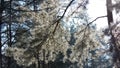 Branch of pine under a bright winter sun