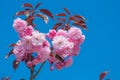 A branch of pink almond flowers against a blue sky. Decorative sakura or amygdalus Royalty Free Stock Photo