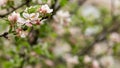 Branch with pink apple flowers. Decorative wild apple tree blooming in pink