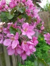 Branch with pink apple flowers. Decorative wild apple tree blooming in pink.