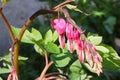 A branch of pink bleeding heart flowers Royalty Free Stock Photo