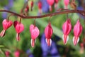 Macro pink bleeding heart flowers against a green and purple background Royalty Free Stock Photo