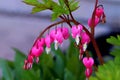 Branch of pink bleeding hearts Royalty Free Stock Photo