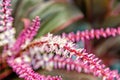 Branch with pink blossom, spring. Flowers bloom on natural background. Blossom, bloom, flowering. Spring, springtime Royalty Free Stock Photo