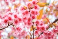 Branch with pink blossoms Royalty Free Stock Photo