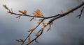 Branch with colorful buds on background of spring stormy sky