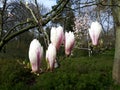 Pink buds of Magnolia flowers. Royalty Free Stock Photo