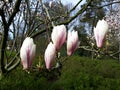 Pink buds of Magnolia flowers. Royalty Free Stock Photo