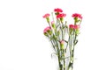 Branch pink carnation flowers isolated on white background