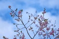 Branch of pink cherry blossoms, against a blue cloudy sky. Royalty Free Stock Photo
