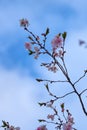 Branch of pink cherry blossoms, against a blue cloudy sky. Royalty Free Stock Photo