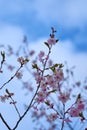 Branch of pink cherry blossoms, against a blue cloudy sky. Royalty Free Stock Photo