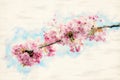Branch of pink cherry blossoms in sunlight Royalty Free Stock Photo