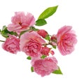 Branch of pink climbing rose