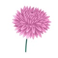 branch of pink dahlia flower isolated blooming garden on white background