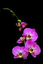 Delicately beautiful golden pink orchids on black background