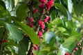 Branch of pink flower of Malay apple.