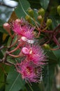 Branch of pink flowers of an Australian native flowering gum tree with bees Royalty Free Stock Photo