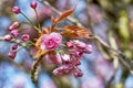 Branch of pink flowers Royalty Free Stock Photo