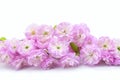 Branch with pink flowers isolated on a white background. Prunus triloba blossom Royalty Free Stock Photo