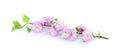Branch with pink flowers isolated on a white background. Prunus triloba blossom Royalty Free Stock Photo