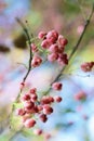 Branch with pink flowers Royalty Free Stock Photo