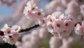 A branch of pink flowers with yellow anthers