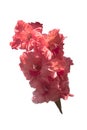 A branch of pink gladiolus isolated on white background. Royalty Free Stock Photo