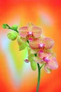 Delicately beautiful golden pink orchids on colorful background