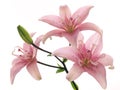 Branch of pink lilies