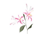 Branch of pink lilies elegant card. A spring decorative bouquet. Royalty Free Stock Photo